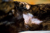 Spayed Mixi